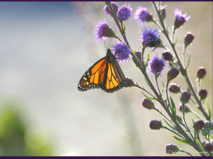 Картинка животные бабочки