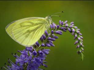 Картинка животные бабочки