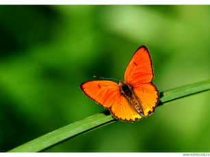 Картинка животные бабочки