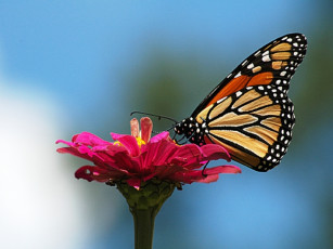 Картинка животные бабочки