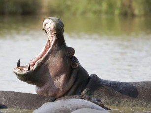 Картинка животные бегемоты