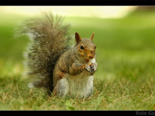 Картинка животные белки