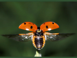 Картинка животные божьи коровки