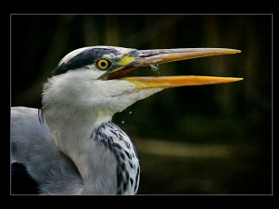 Картинка животные цапли