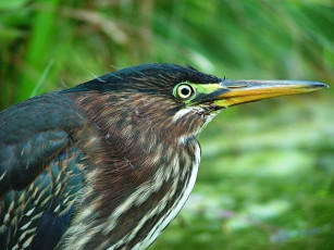 Картинка животные цапли