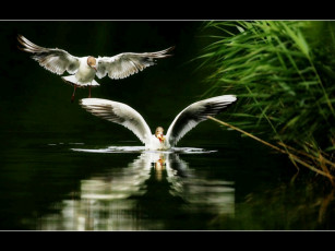 Картинка животные Чайки бакланы крачки