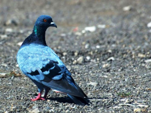 Картинка животные голуби