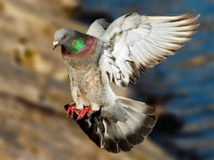 Картинка животные голуби