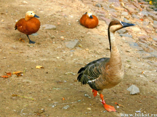 Картинка животные гуси