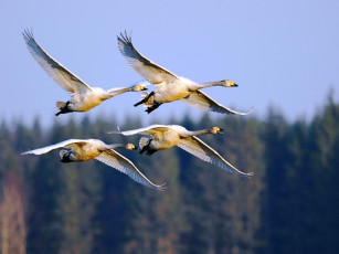 Картинка животные гуси