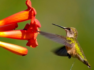 Картинка животные колибри