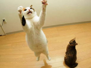 Картинка животные коты