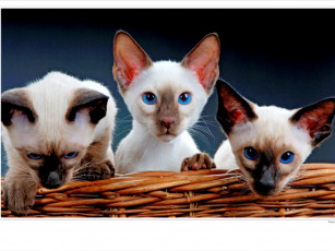 Картинка животные коты