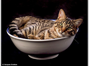 Картинка животные коты