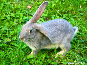 Картинка животные кролики зайцы