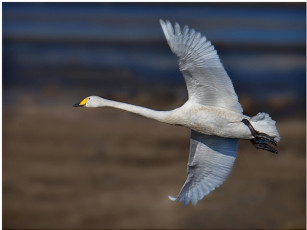 Картинка животные лебеди