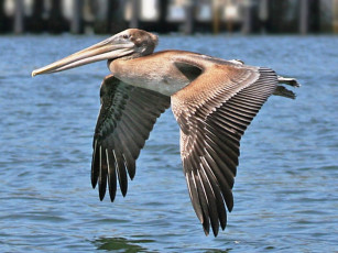 Картинка животные пеликаны