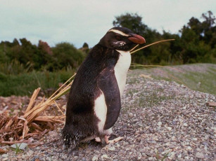 Картинка животные пингвины