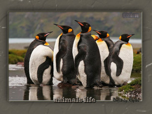 Картинка животные пингвины
