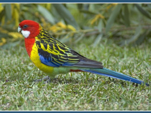 Картинка животные попугаи