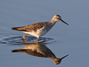 Картинка животные птицы