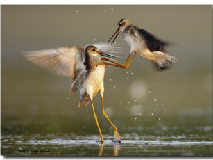 Картинка животные птицы