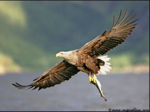 Картинка животные птицы хищники