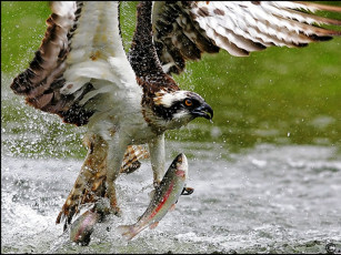 Картинка животные птицы хищники