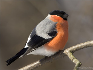 Картинка животные снегири