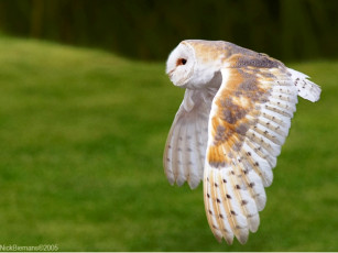 Картинка животные совы