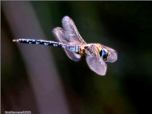 Картинка животные стрекозы