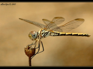 Картинка животные стрекозы