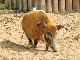 Картинка животные свиньи кабаны