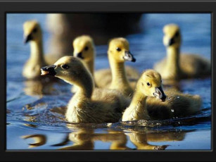 Картинка животные утки