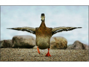 Картинка животные утки