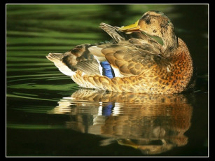 Картинка животные утки