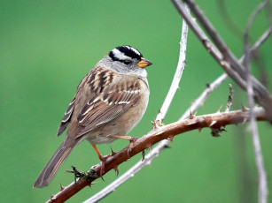 Картинка животные воробьи