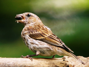 Картинка животные воробьи