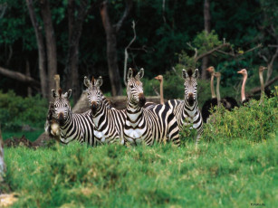 Картинка животные зебры