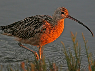 Картинка животные птицы