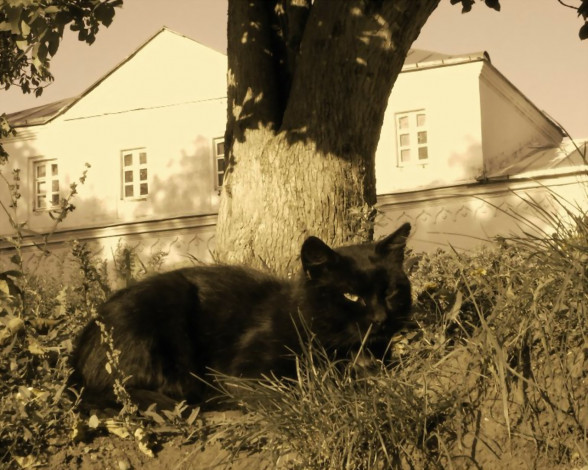 Обои картинки фото животные, коты