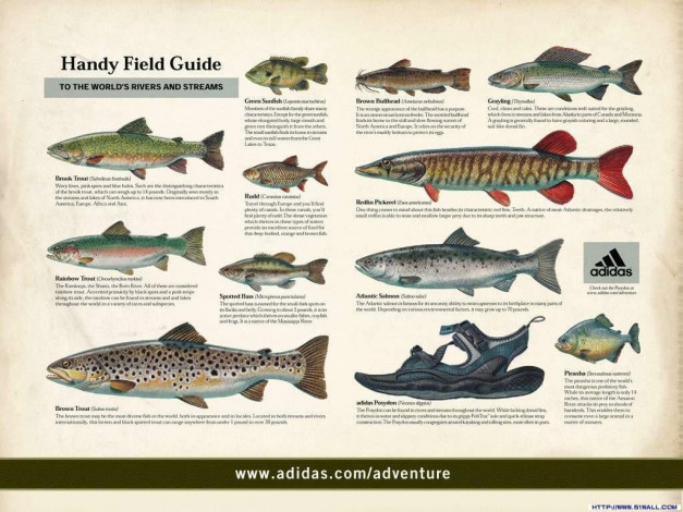 Обои картинки фото adidas, бренды