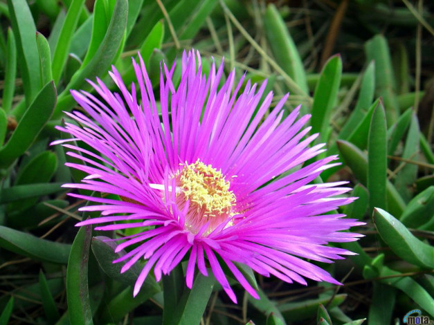 Обои картинки фото цветы, аизовые