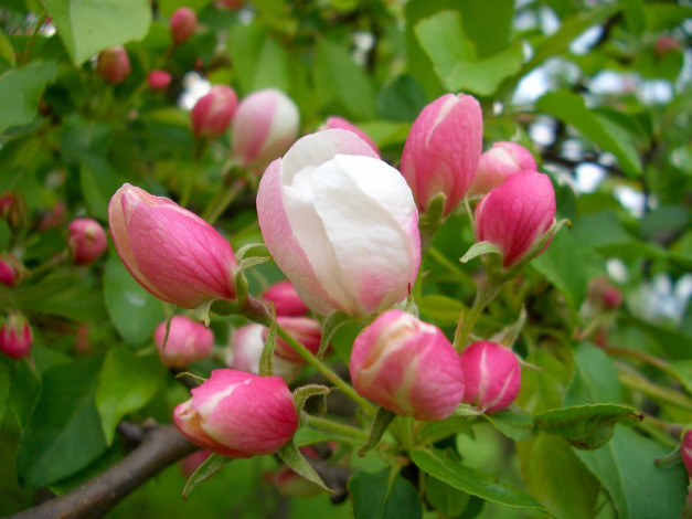 Обои картинки фото цветы, цветущие, деревья, кустарники