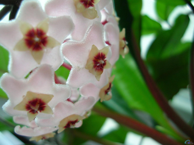 Обои картинки фото цветы, цветущие, деревья, кустарники