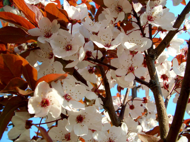 Обои картинки фото цветы, цветущие, деревья, кустарники