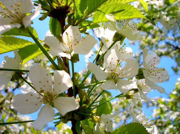 Обои картинки фото цветы, цветущие, деревья, кустарники