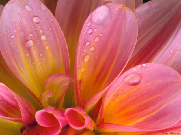 Обои картинки фото цветы, георгины