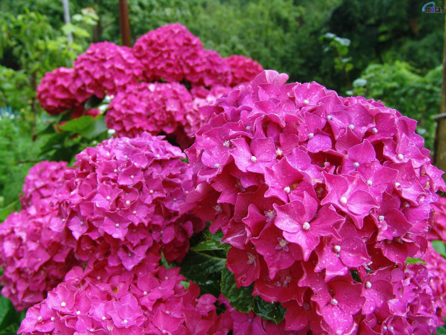 Обои картинки фото цветы, гортензия