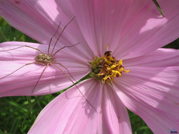 Обои картинки фото цветы, космея